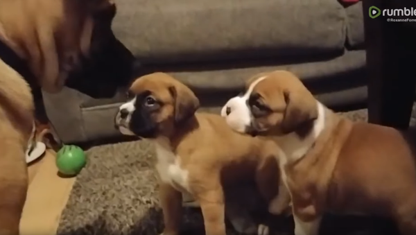 Responsible Pooch Teaches Boxer Puppies to Play Nice - Sputnik International