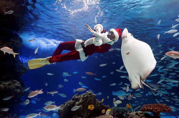 This Week in Pictures: 15 - 21 December This Week in Pictures: 15 - 21 December - Sputnik International