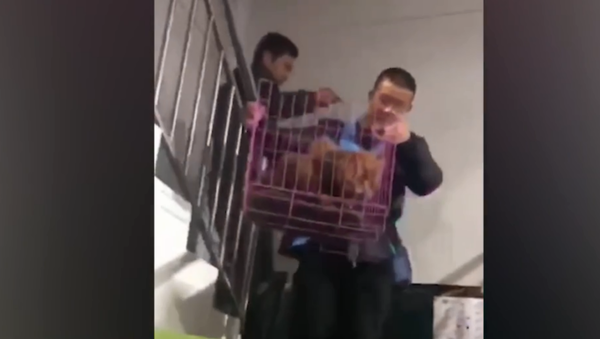 Animal activists track down and rescue dogs used in torture videos shared on Chinese social media platform - Sputnik International