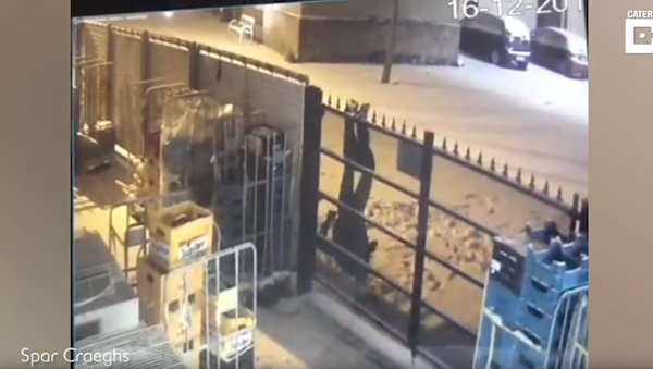 Hungover? Belgian Beer Burglar Gets Snagged, Pantsed by Fence - Sputnik International