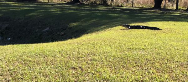Florida Alligator Florida Alligator - Sputnik International