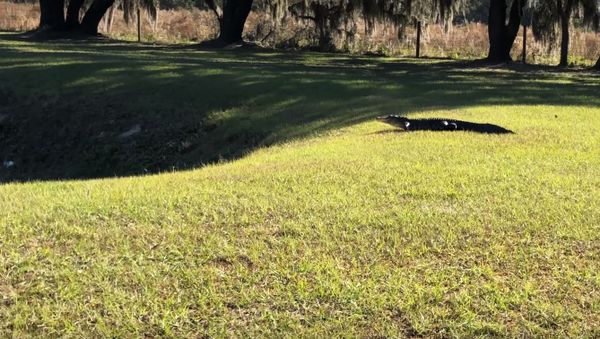 Florida Alligator - Sputnik International