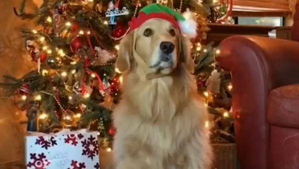 Santa Letter From Retriever - Sputnik International