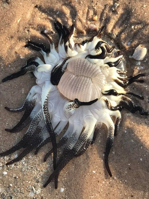 Creature Found on Australian Coast, posted on Reddit - Sputnik International