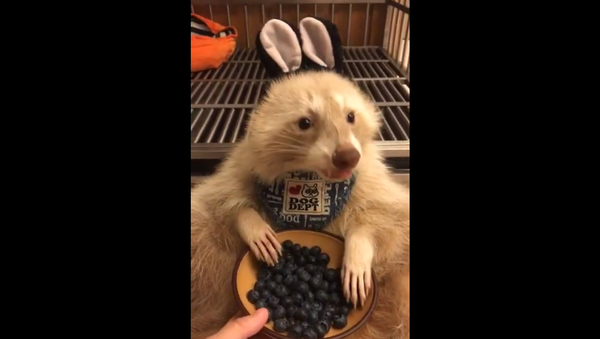 Raccoon eating blueberries - Sputnik International