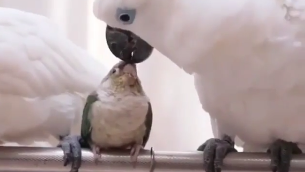 Love Birds - Sputnik International