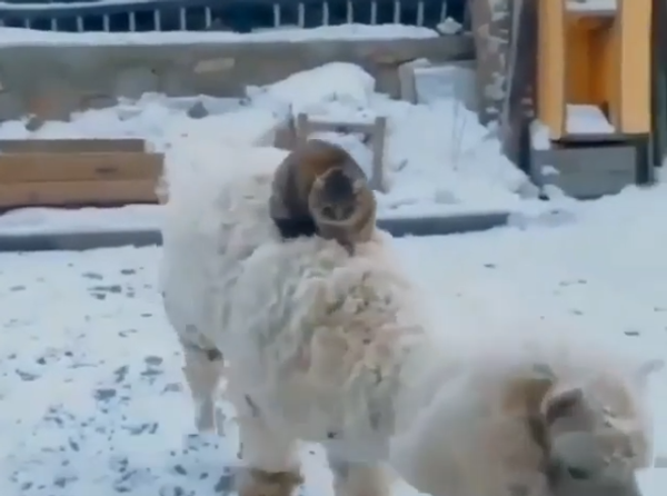Cat Riding Sheep Cat Riding Sheep - Sputnik International