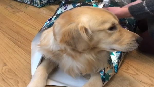 Golden Retriever present - Sputnik International