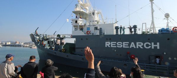 (FILES) In this file photo taken on December 1, 2015, a Japanese whaling ship leaves the port of Shimonoseki in Yamaguchi prefecture, western Japan to resume whale hunting in the Antarctic. (FILES) In this file photo taken on December 1, 2015, a Japanese whaling ship leaves the port of Shimonoseki in Yamaguchi prefecture, western Japan to resume whale hunting in the Antarctic. - Sputnik International