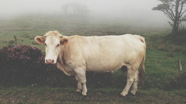 A cow - Sputnik International