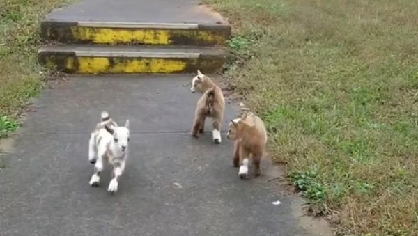 Baby goats - Sputnik International