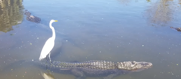 Gentle Gator Ferries Feathered Friend Across Wildlife Preserve - Sputnik International