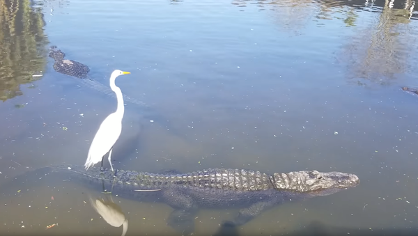 Gentle Gator Ferries Feathered Friend Across Wildlife Preserve - Sputnik International