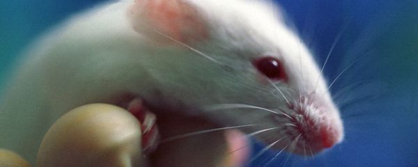 A mouse is held by a scientist A mouse is held by a scientist - Sputnik International