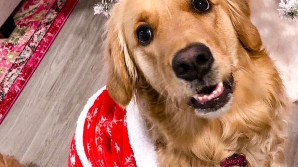 Lucy the Retriever - Sputnik International