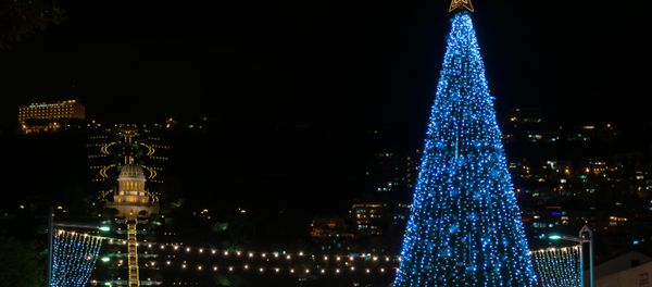 Spruce Tree, Haifa - Sputnik International