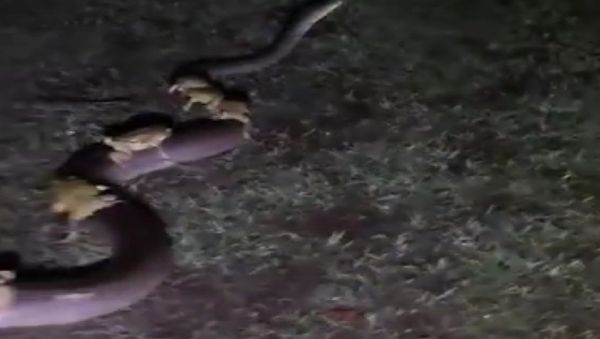 Snake Toads - Sputnik International