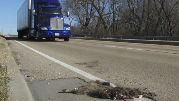 In this photo taken Jan. 4, 2012, a tractor-trailer rumbles by a roadkill raccoon near Caseyville in southwestern Illinois. - Sputnik International