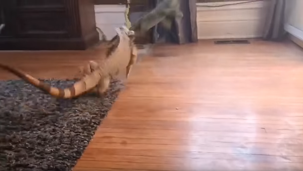 New Year, New Boundaries: Iguana Tussles With Stuffed Animal Over Territory - Sputnik International
