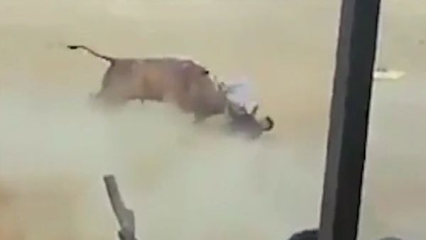 Bullfighting - Sputnik International