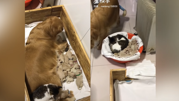 Caring Cat Lends a Postpartum Paw to Golden Retriever - Sputnik International