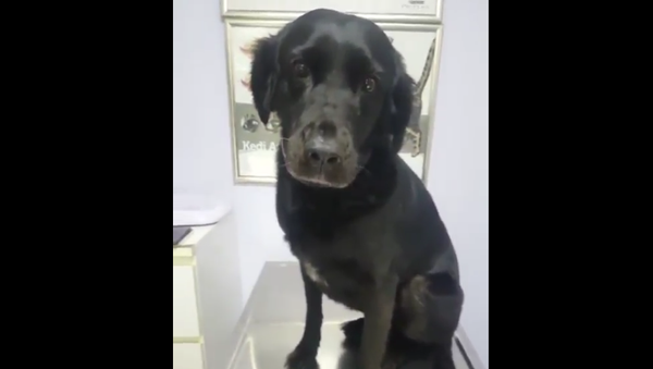 Labrador at veterinary - Sputnik International