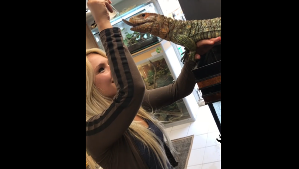 Breakfast for Iguana - Sputnik International