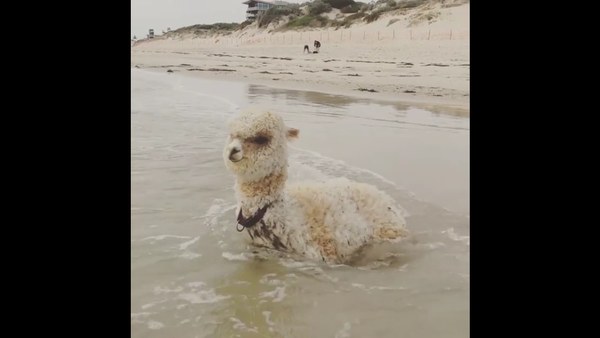 A rising tide lifts all alpacas - Sputnik International