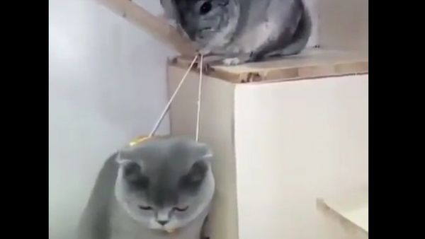 Сhinchillas Make Fun of Cat - Sputnik International