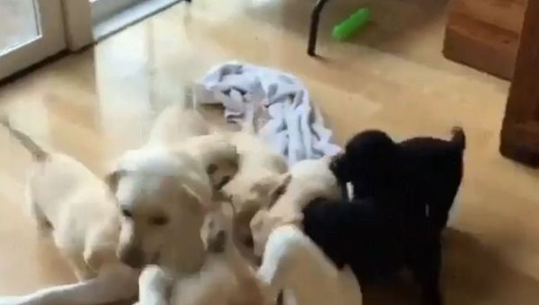 Catch Me if You Can: Golden Retriever Mom Plays With Puppies - Sputnik International