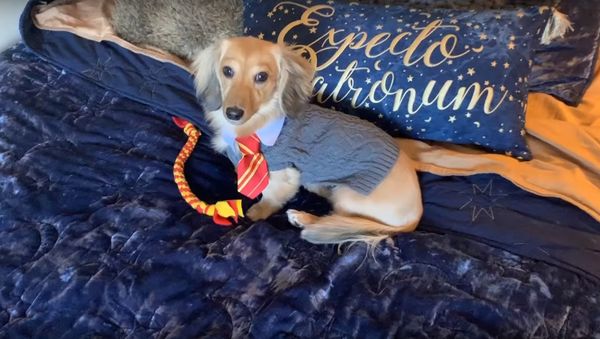 Remus the dog - Sputnik International