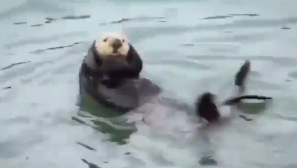 Otter exercising - Sputnik International