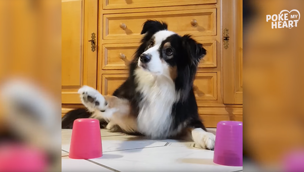 Good Boy Bamboozled: Australian Shepherd Experiences Immediate Regret - Sputnik International