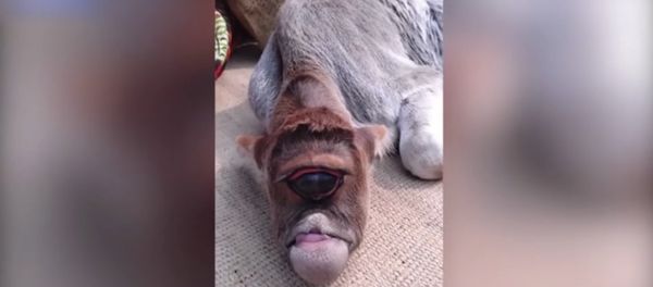 One-eyed calf born and worshipped in India - Sputnik International