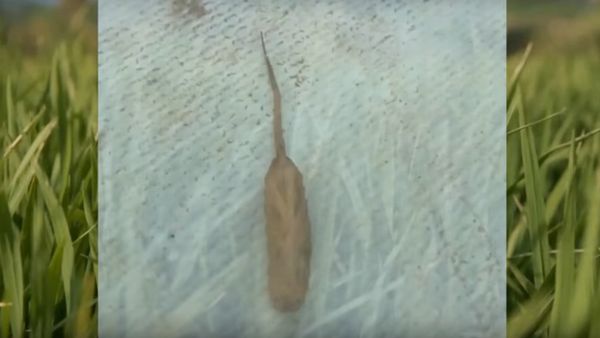 Backpacker Finds Alien Creature in Australia Backpacker Finds Alien Creature in Australia - Sputnik International