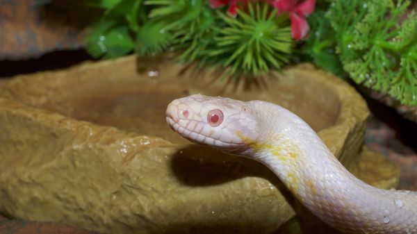 Corn snake - Sputnik International