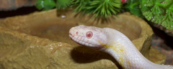 Corn snake Corn snake - Sputnik International