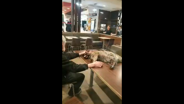 McDonald's customer brings in dead raccoon into dining area McDonald's customer brings in dead raccoon into dining area - Sputnik International