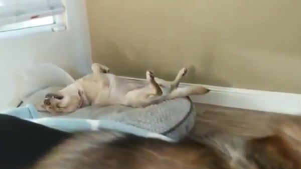 Sleeping dog - Sputnik International
