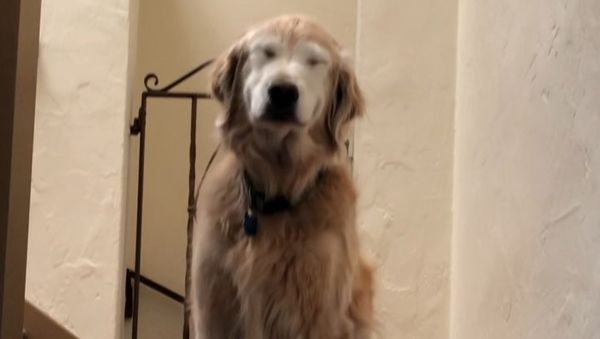 Golden retriever smiles - Sputnik International