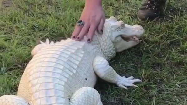Crocodile - Sputnik International