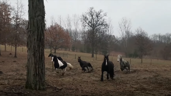 Hungry Horses Rush Morning Feed Wagon - Sputnik International