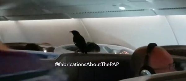 A bird flew on board business class of Singapore Airlines A380 #SQ322 to London - Sputnik International