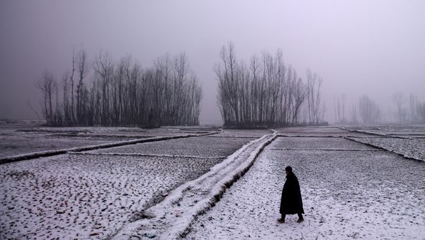 A man walks through a paddy field during snowfall on a cold winter morning in Pattan, north of Srinagar, January 2, 2019 - Sputnik International