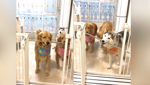Golden Retrievers and Husky Face Off in Pole Puzzle Golden Retrievers and Husky Face Off in Pole Puzzle - Sputnik International