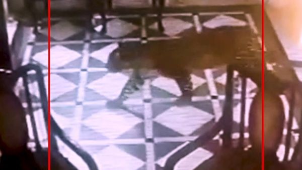 Leopard enters hotel lobby in Mussoorie Leopard enters hotel lobby in Mussoorie - Sputnik International
