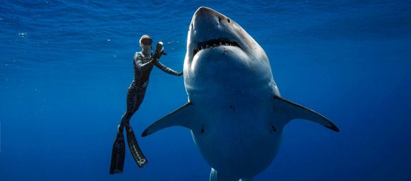 A shark said to be 'Deep Blue', one of the largest recorded individuals, swims offshore Hawaii, U.S., January 15, 2019 in this picture obtained from social media on January 17, 2019. - Sputnik International
