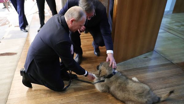 Presidents Putin and Vucic admire Pasha, a Yugoslavian Shepherd Dog, which the Serbian president gifted his Russian counterpart during his official visit on Thursday, January 17, 2019. Presidents Putin and Vucic admire Pasha, a Yugoslavian Shepherd Dog, which the Serbian president gifted his Russian counterpart during his official visit on Thursday, January 17, 2019. - Sputnik International