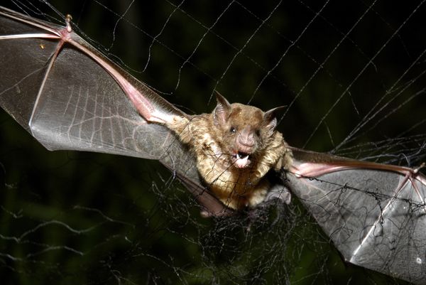 Scientists Find 92 Percent Twin of Novel Coronavirus in Cambodian Bat Samples, Study Says - Sputnik International