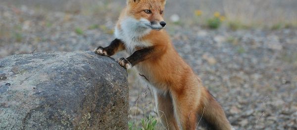 Fox Fox - Sputnik International